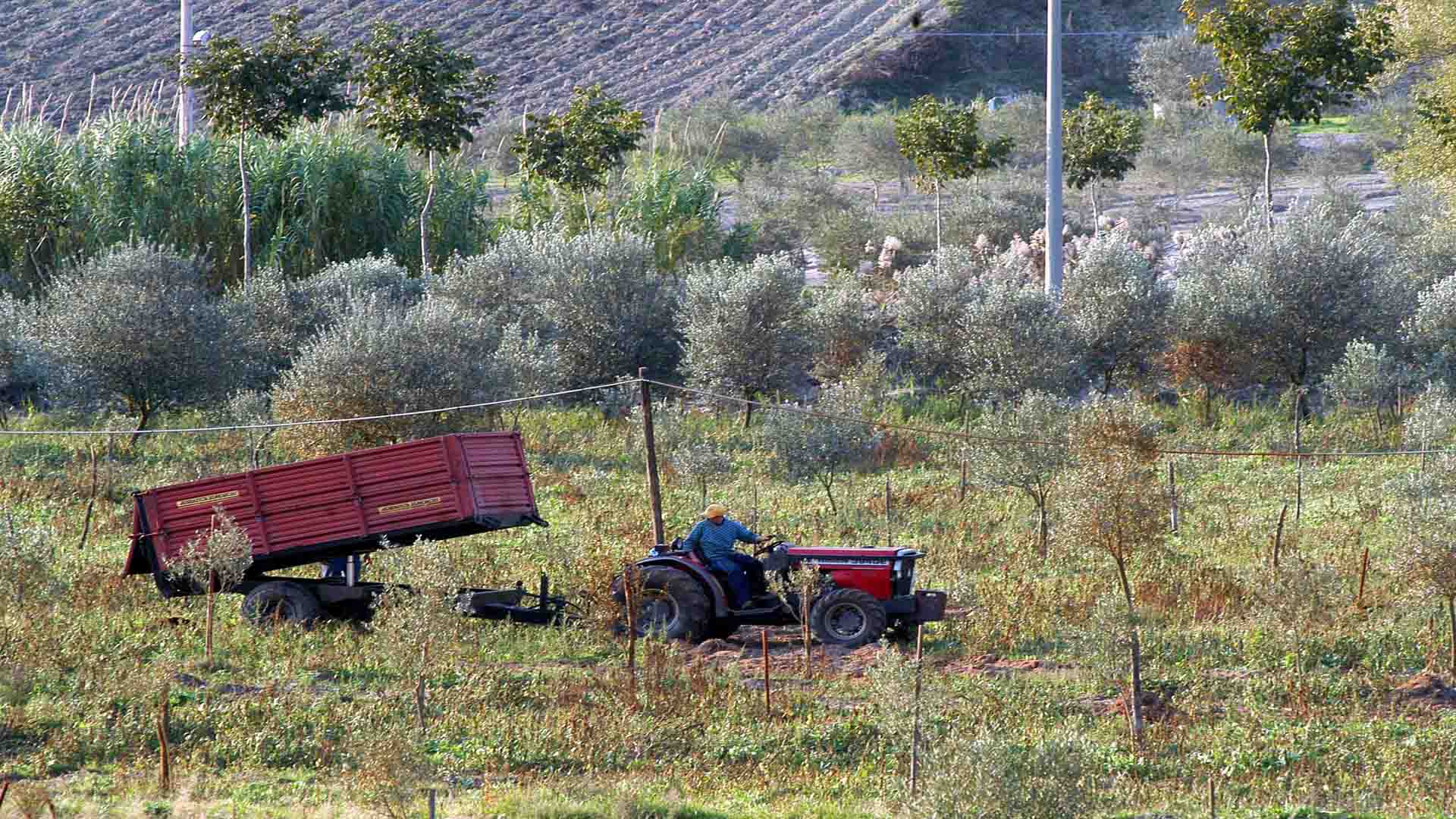 AGRICOLTURA