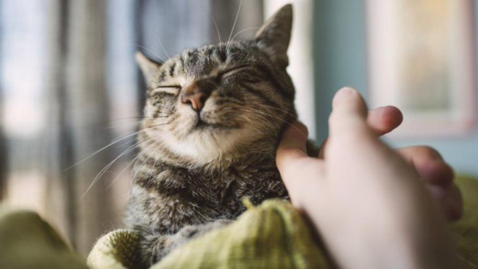 Gatto Faenza