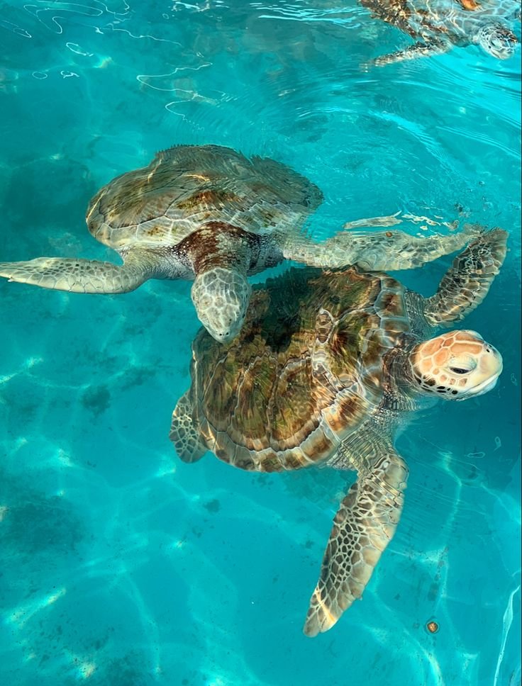 animali