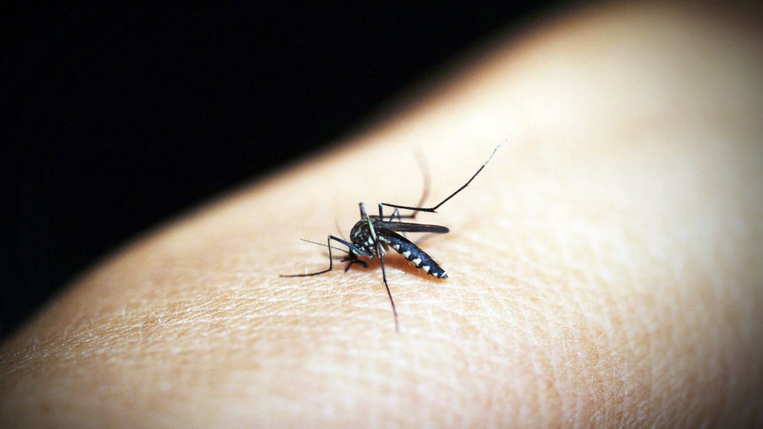 Zanzara Malattie tropicali