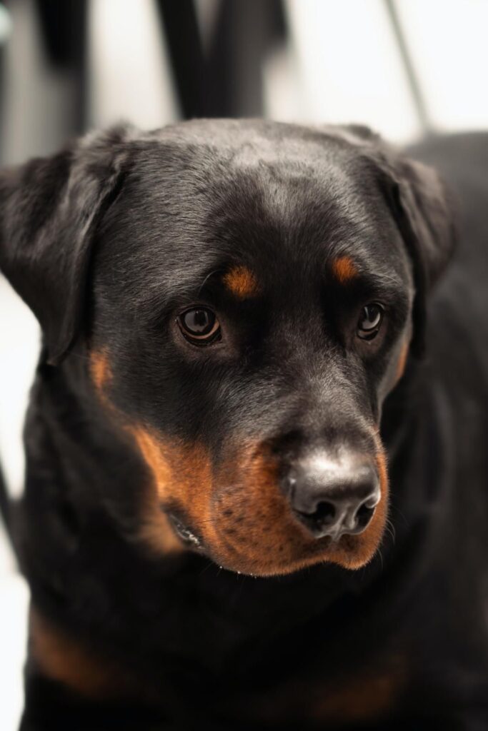 Rottweiler