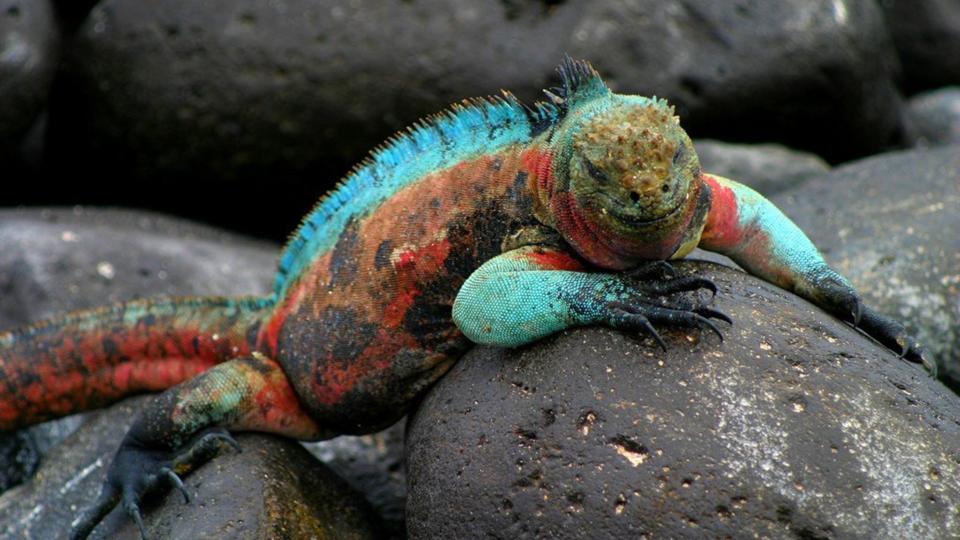 Iguana Galapagos