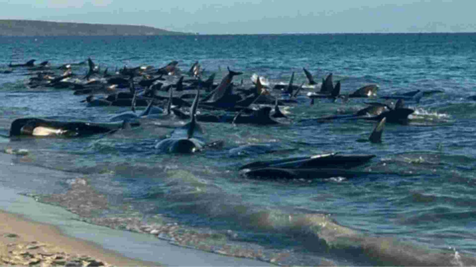 Australia, balene spiaggiate