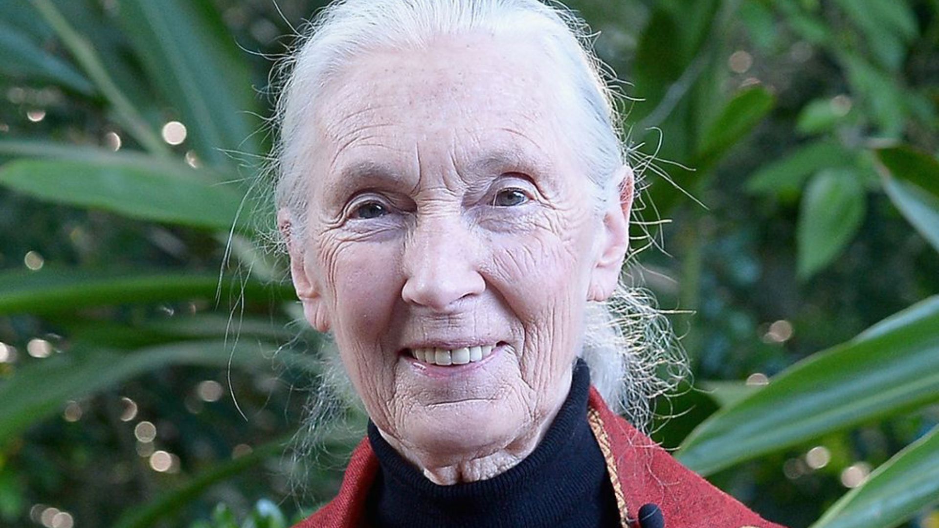 Roma, Jane Goodall sull’importanza del benessere degli scimpanzé in cattività