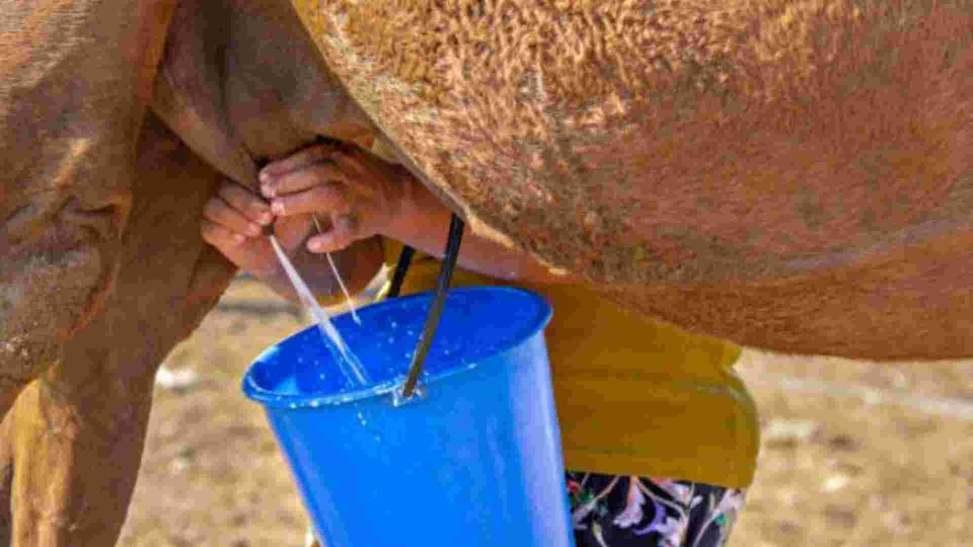 Latte di cammello, il nuovo super food che ha conquistato l’Occidente