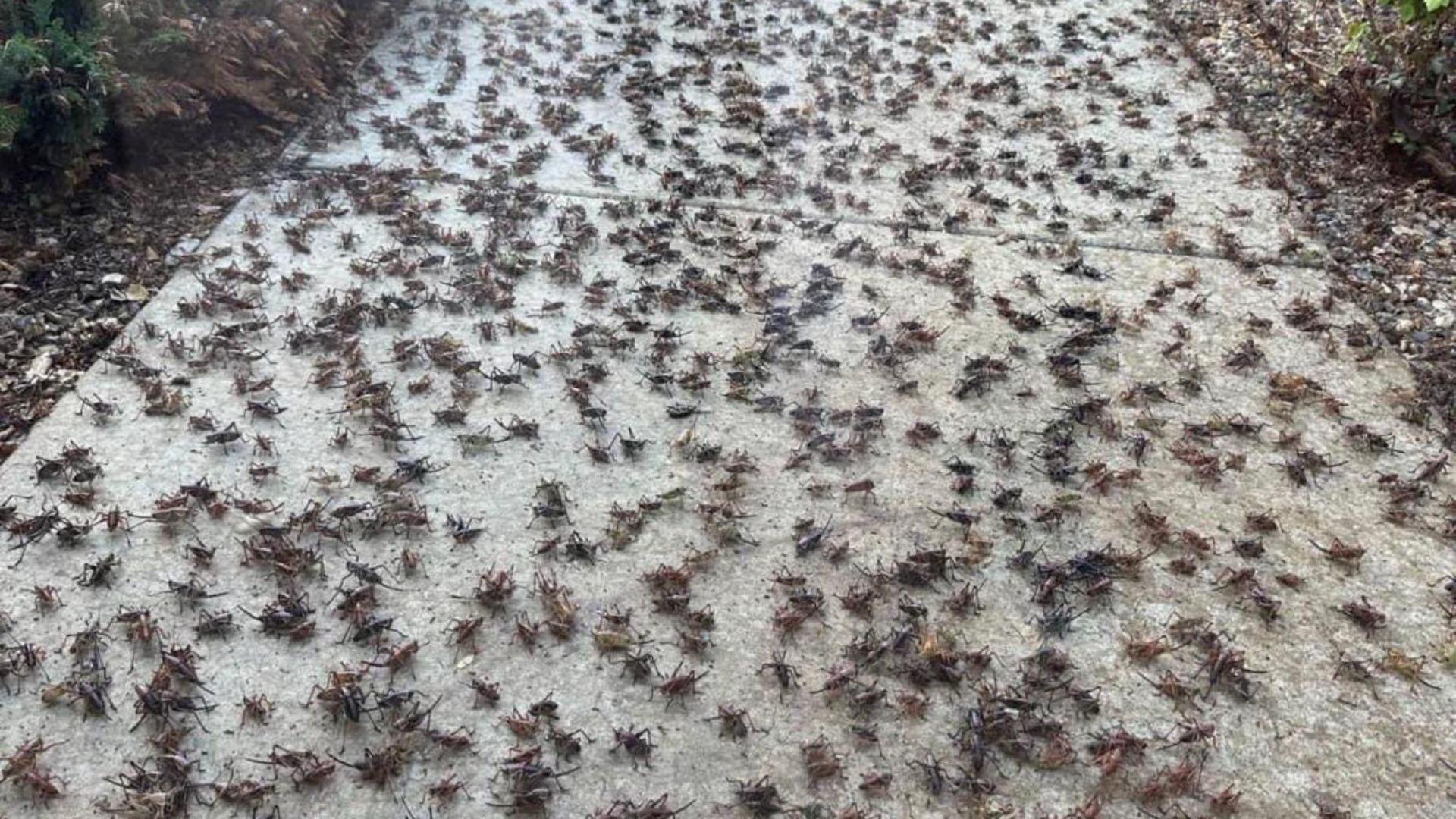 Usa, invasione di grilli e cicale