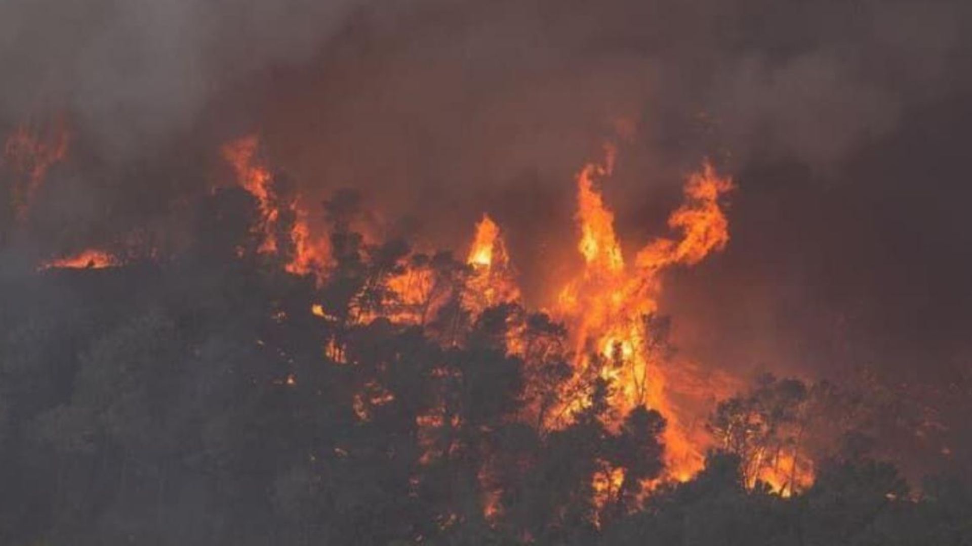 Gerusalemme fiamme da Ildifforme.it gerusalemme le fiamme tornano a spaventare i cittadini nuovi incendi nel centro del paese video