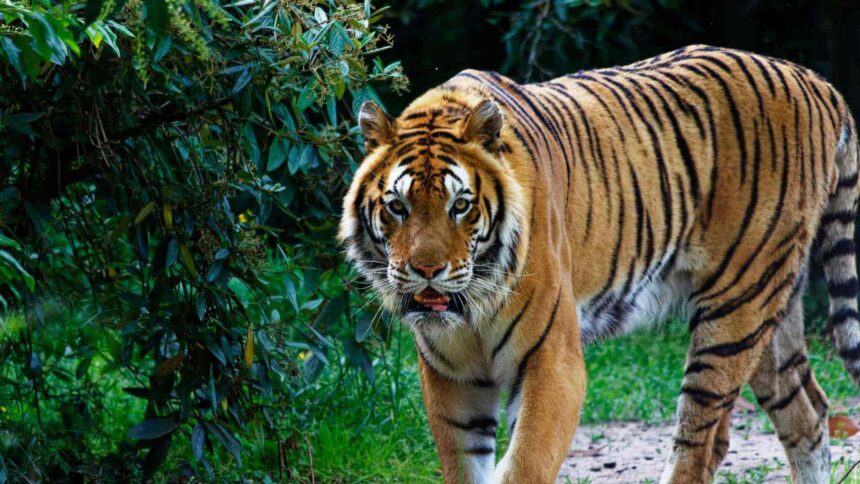 Uomo sbranato da una tigre in Inghilterra